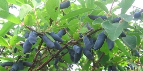 Honeysuckle bakcharskaya jubilej